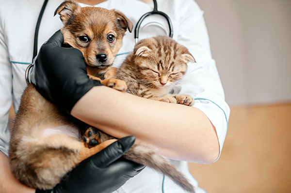 a puppy and a cat is being held by a veterinarian at Southwest Animal Hospital